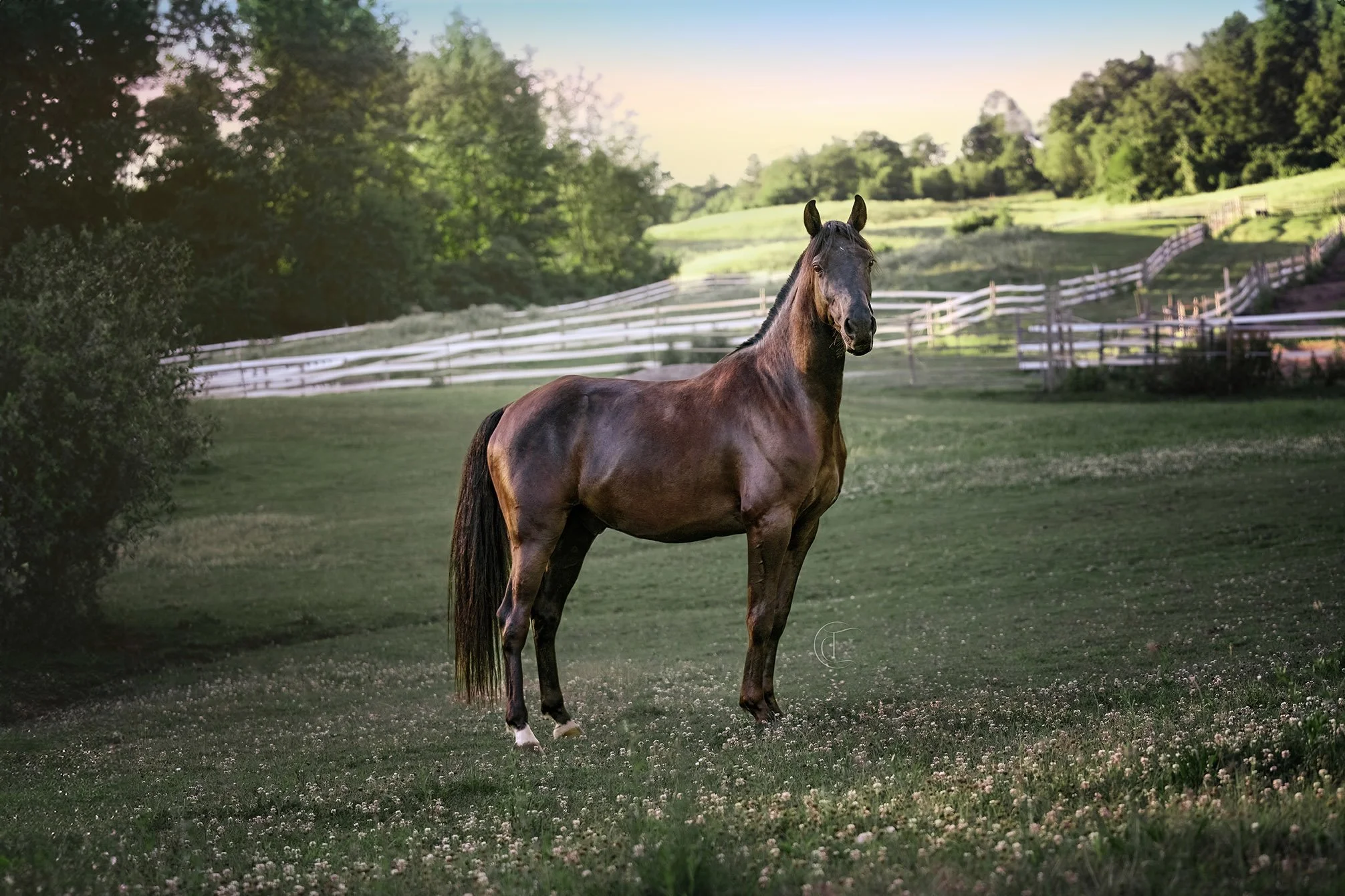 A brown horse standing on a grassy field with small white flowers, surrounded by trees and a white wooden fence in the background.