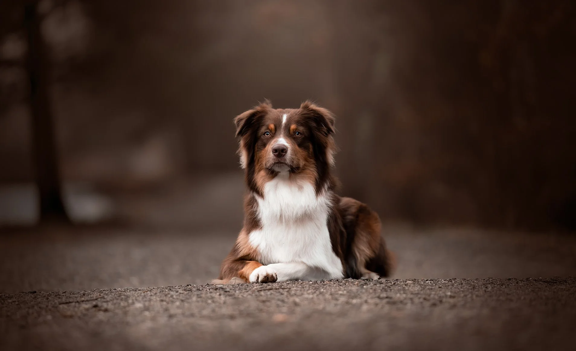 Australian Sheppard portrait by Tricia Charles Photography