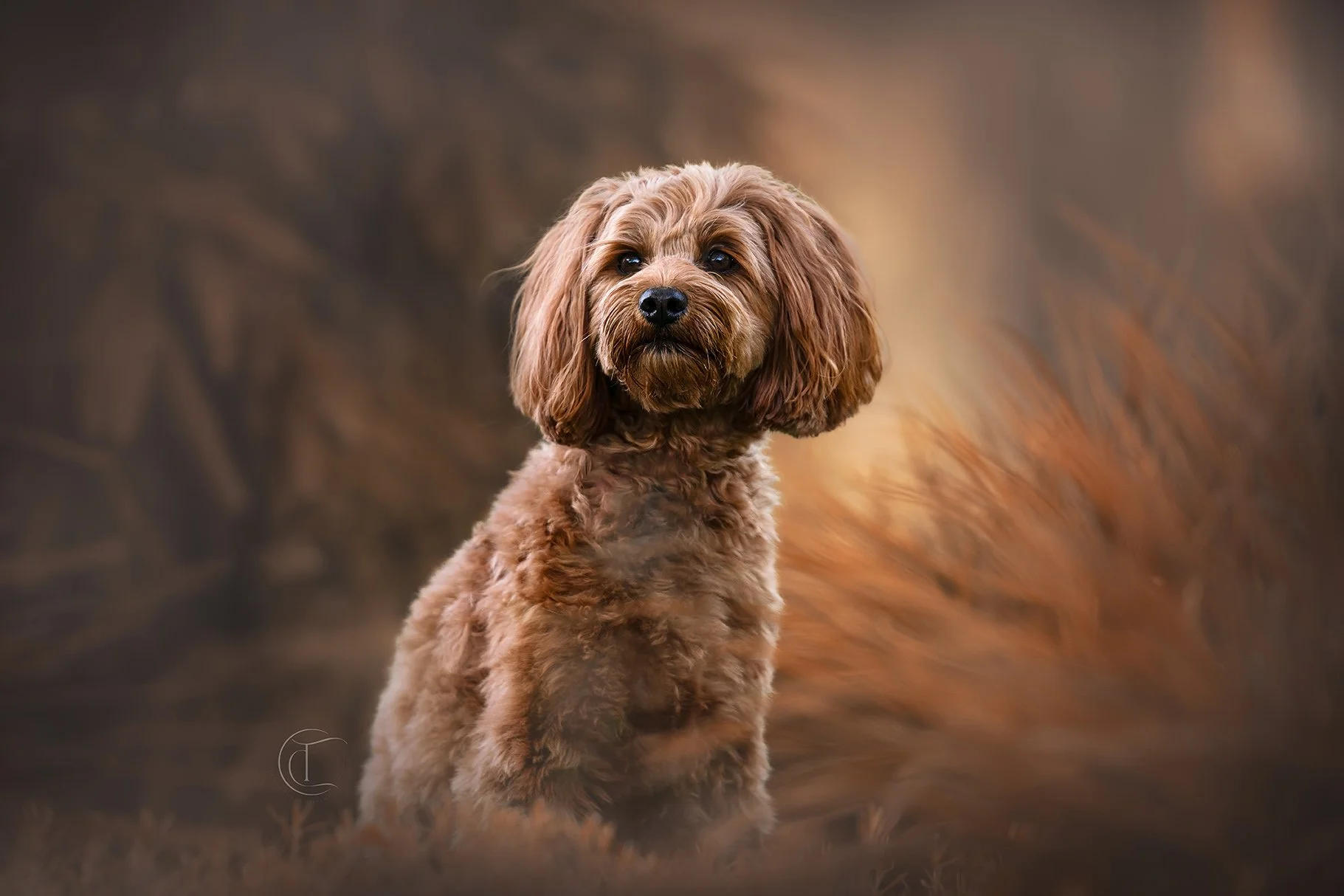 A cute brown curly-haired dog, possibly a Labradoodle, sitting on a grassy surface with a blurred brown and green background.