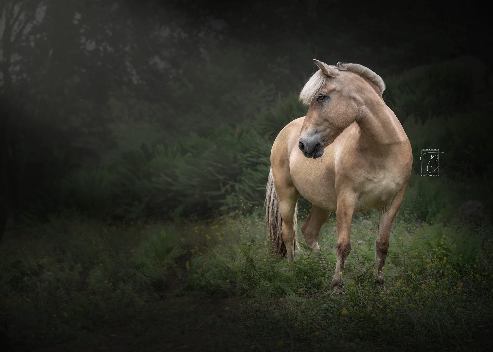 A beige horse with a light-colored mane standing in a lush green forest, looking to the side.