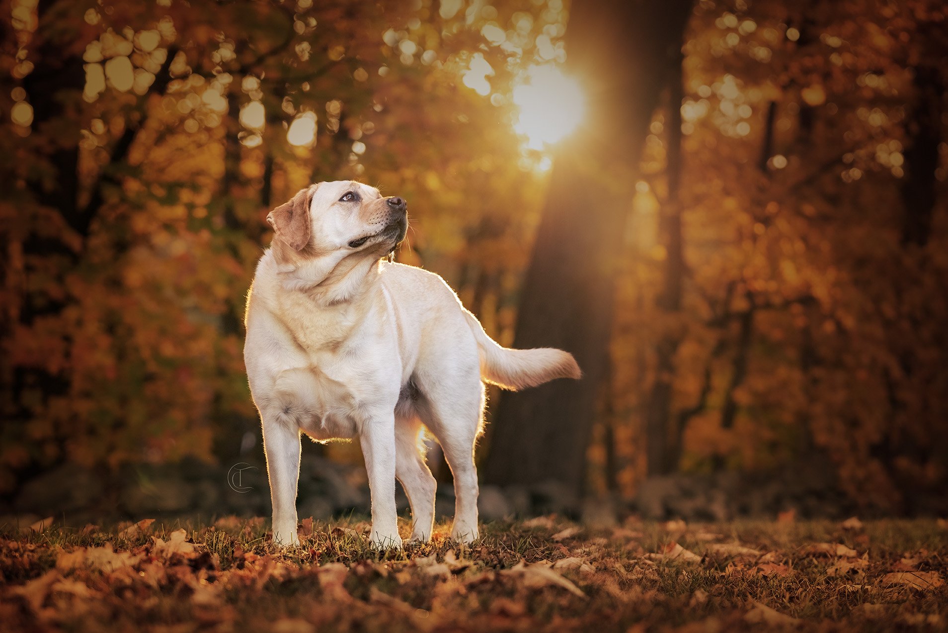 A yellow Labrador retriever standing in an autumnal park at sunset, surrounded by fallen leaves and orange foliage.