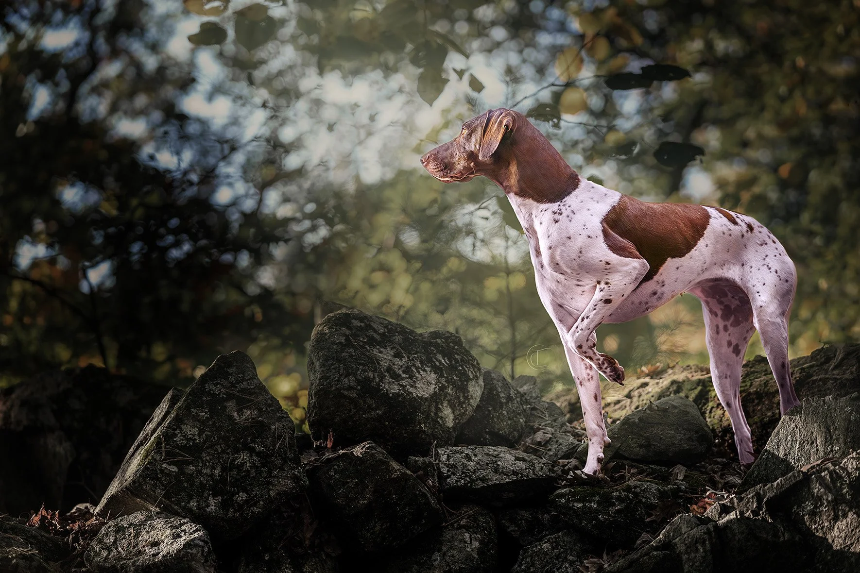 A dog with a short coat featuring white and brown markings standing on rocky terrain in a wooded area, looking to the left with blurred green foliage background.