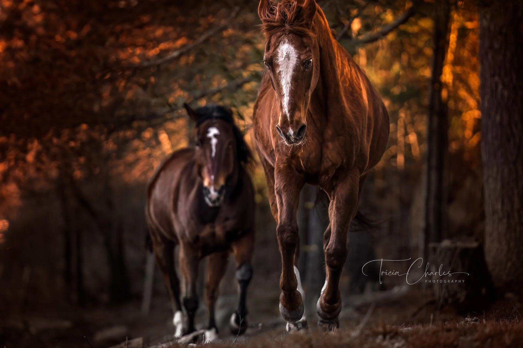 Two horses running through a forest during sunset with warm orange and brown tones. The horse in the foreground is brown with a white blaze on its face, and the horse in the background is dark brown or black with a white marking on its forehead.