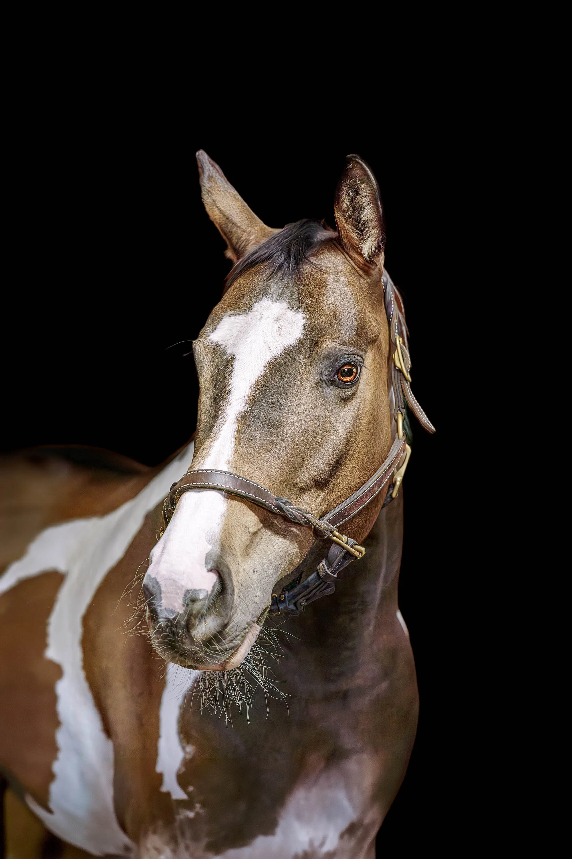 Close-up of a horse's head and upper neck against a black background, showing brown and white fur, a bridle, and one ear.