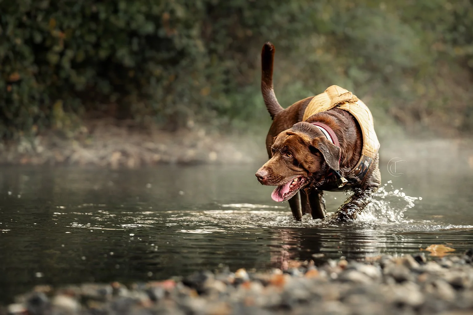 A brown Labrador Retriever dog wearing a life vest wading through a shallow river, with a background of green foliage.