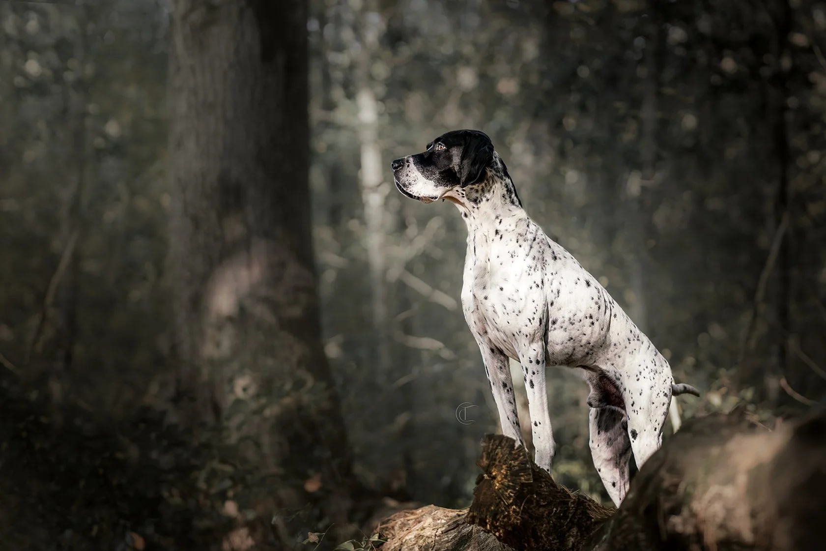 A black and white spotted dog sitting on a fallen log in a forest with tall trees and dense foliage in the background.