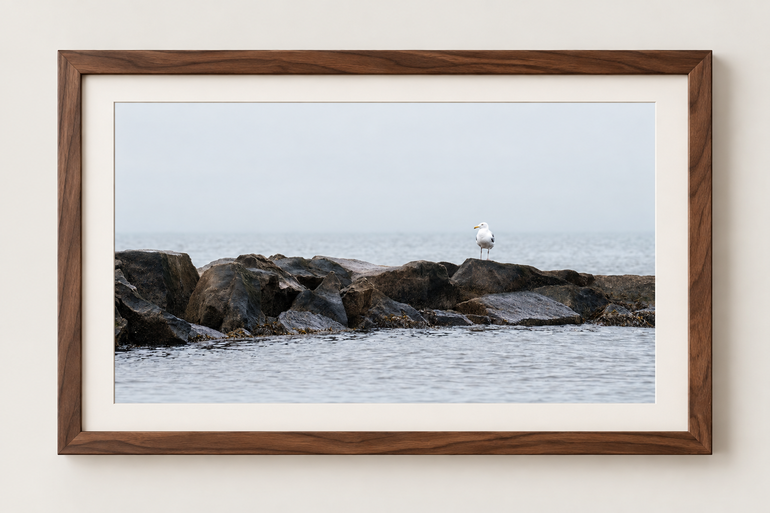 seagull-walnut.png