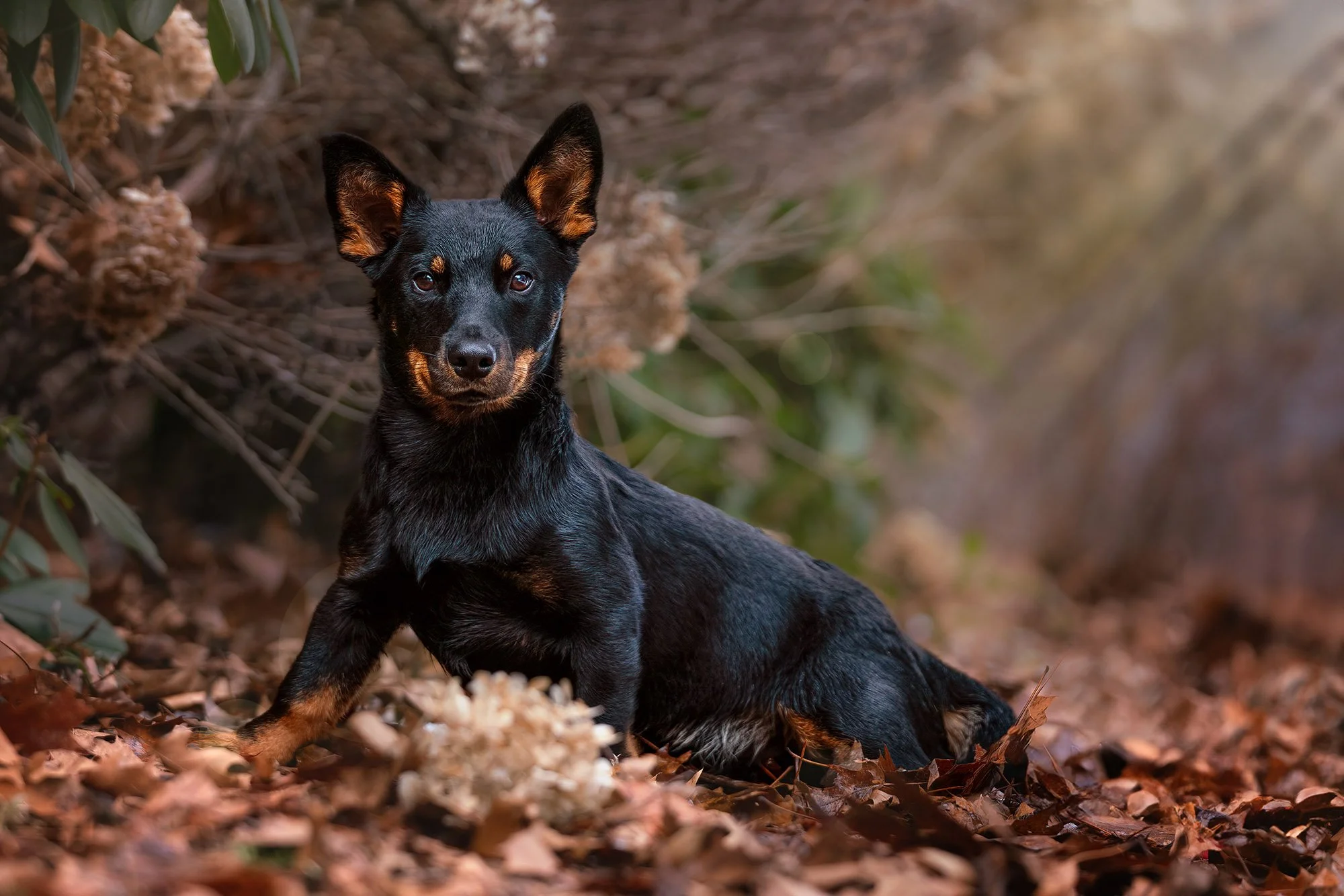 black and tan dog posing