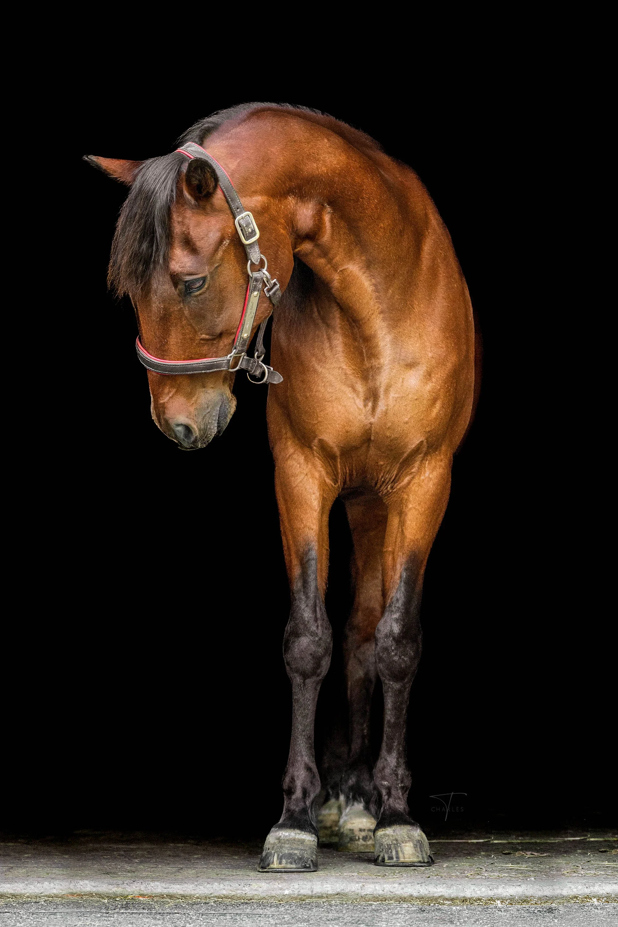 Close-up of a horse's head and upper neck against a black background, showing brown and white fur, a bridle, and one ear.