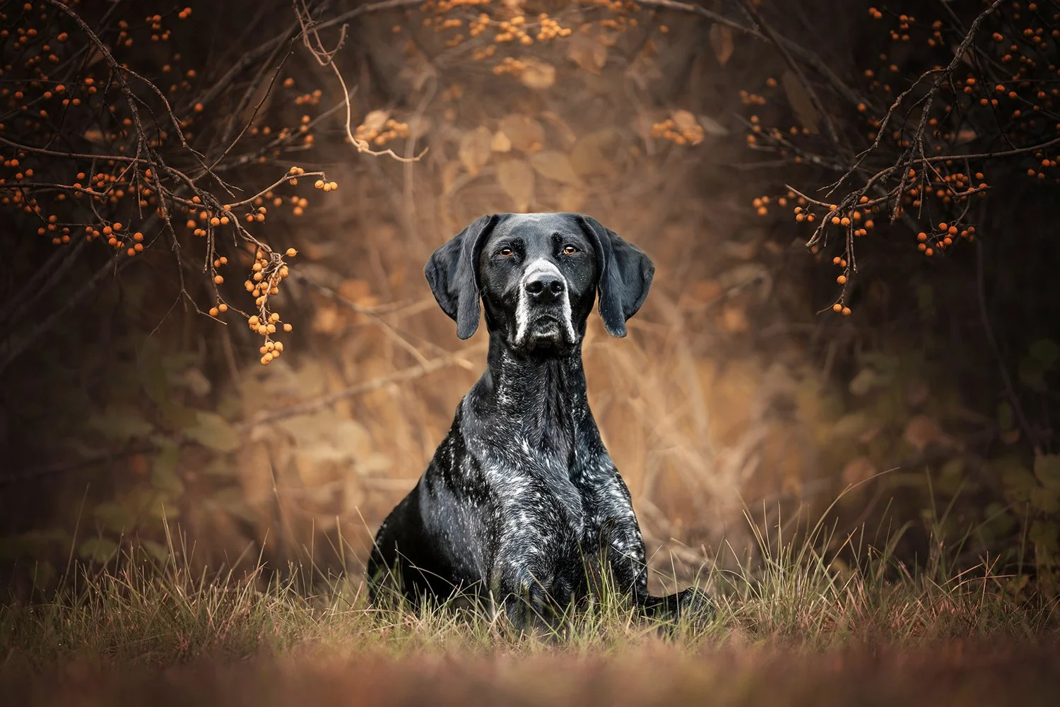 Black and white speckled dog sitting on grass in front of a blurred natural background with orange berries and branches.