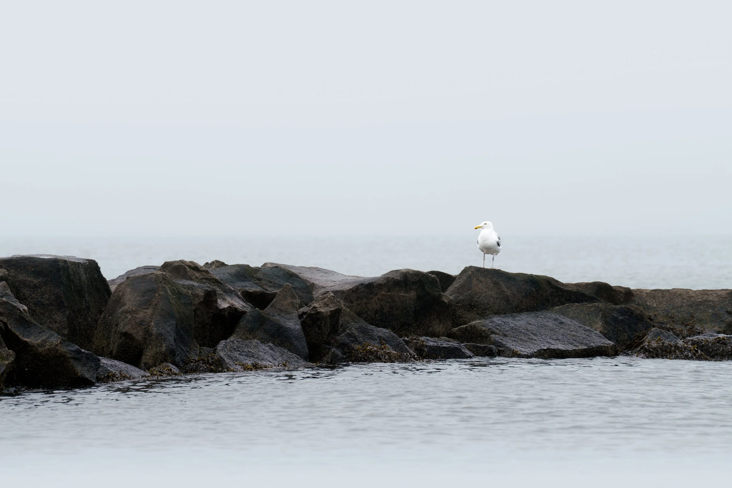 Perched