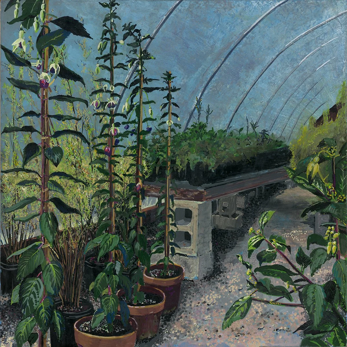 Fuchsia, Sean Conway's Greenhouse, 2025,  acrylic/ink on 12x12" panel, $875 framed 