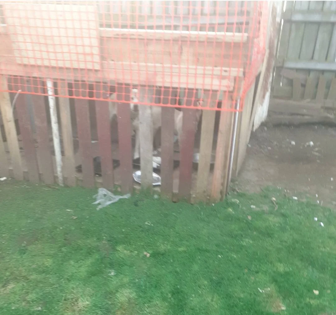 Odin was born to a life contained mum he spent his first few months life contained and isolated. Thankfully two years ago Odin and his mum were relinquished