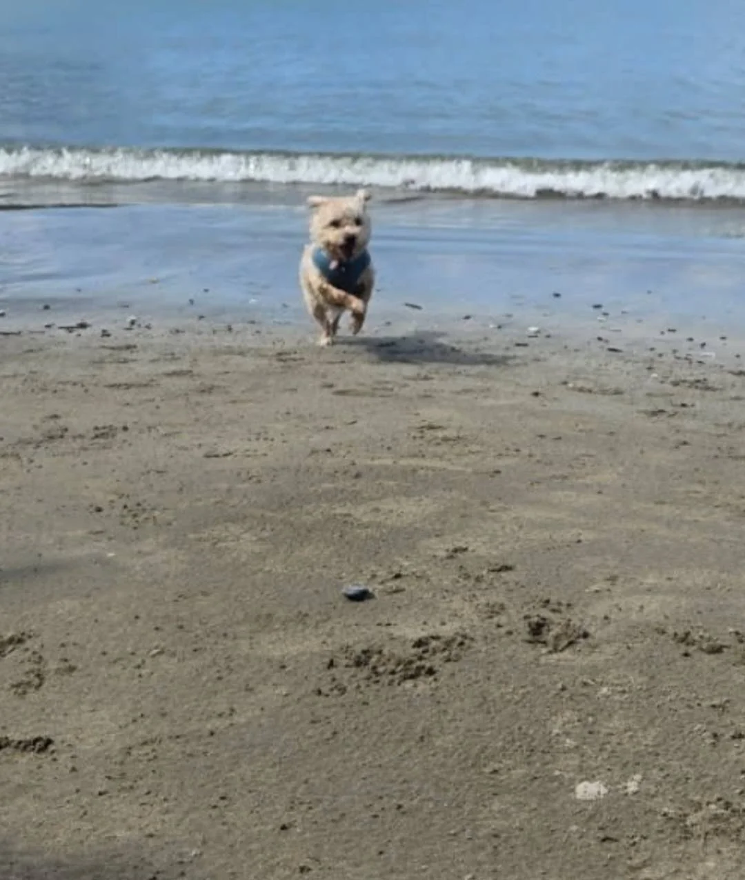 However, Louie required dental care this was treated in foster care. Despite this Louie loves all people, his daily walks, food and toys. His emergency foster gave him a chance to adjust, heal and set him up for success