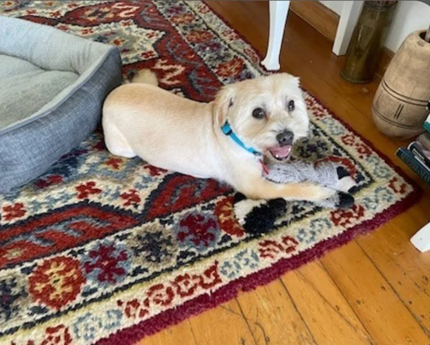 Louie is now so happy! He is loving all his walks, running on the beach, going everywhere with his human best friend and finally living his best life.