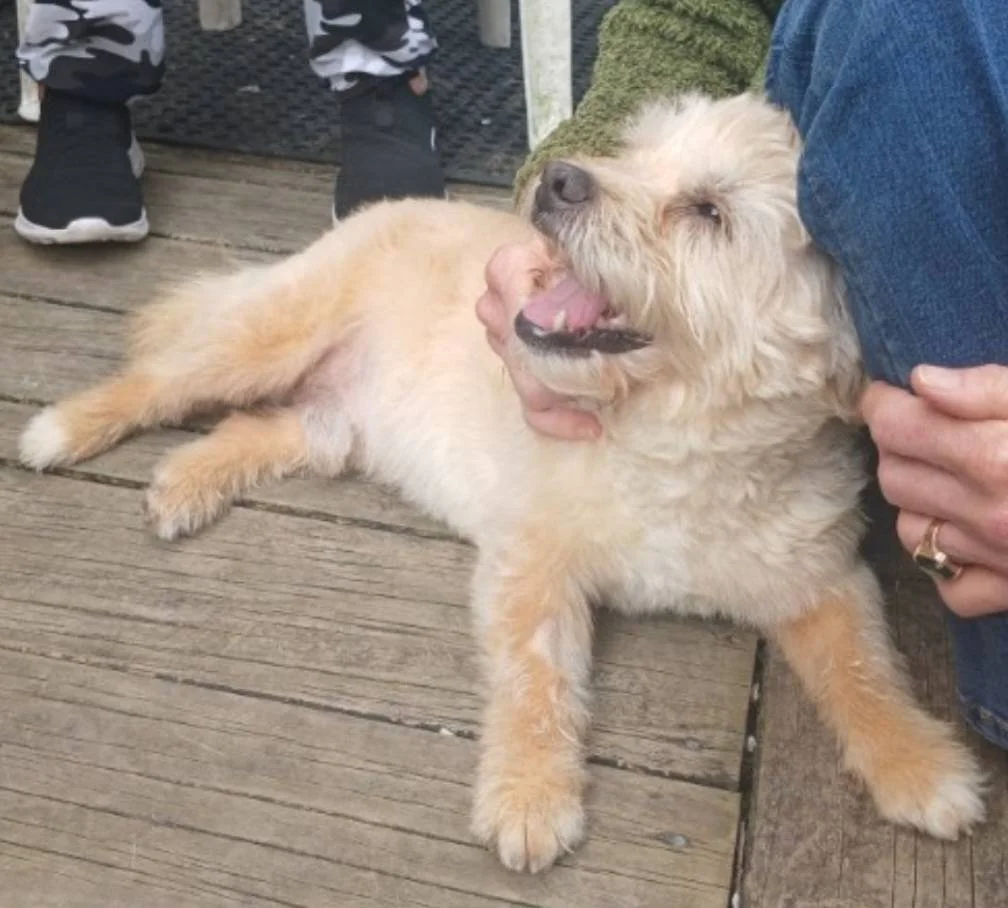 Louie was chained as a puppy, he never had a kennel, bedding, toys and very minimal health care throughout his life. Miraculously Louie suffers no health issues despite coming from long-term shocking living conditions. 