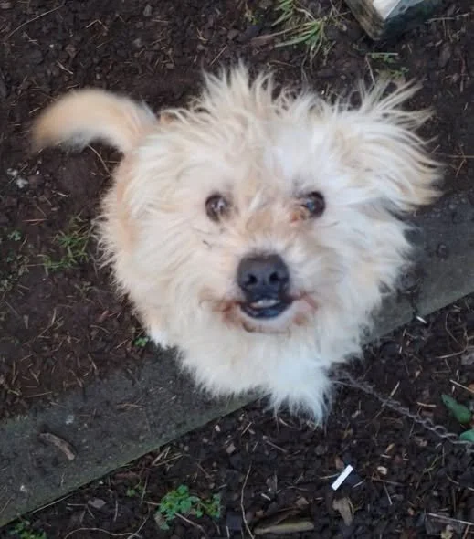 Louie was life chained for nine years of his life. CDANZ were able to gain relinquishment of Louie in 2025