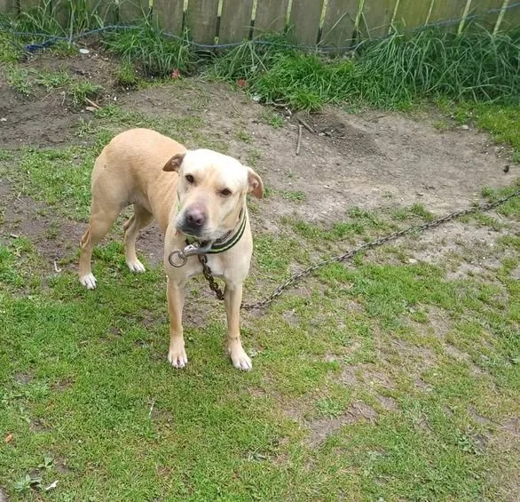 Stella sadly had a litter on her life chain before the age of two. thankfully CDANZ was able to gain relinquished of Stella and her son Zach