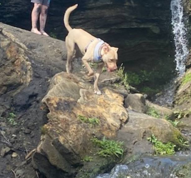 Odin was fostered by an experienced fosterer and due to the way he naturally is (A lovable, quiet, well behaved special boy) Odin has since become a foster fail!