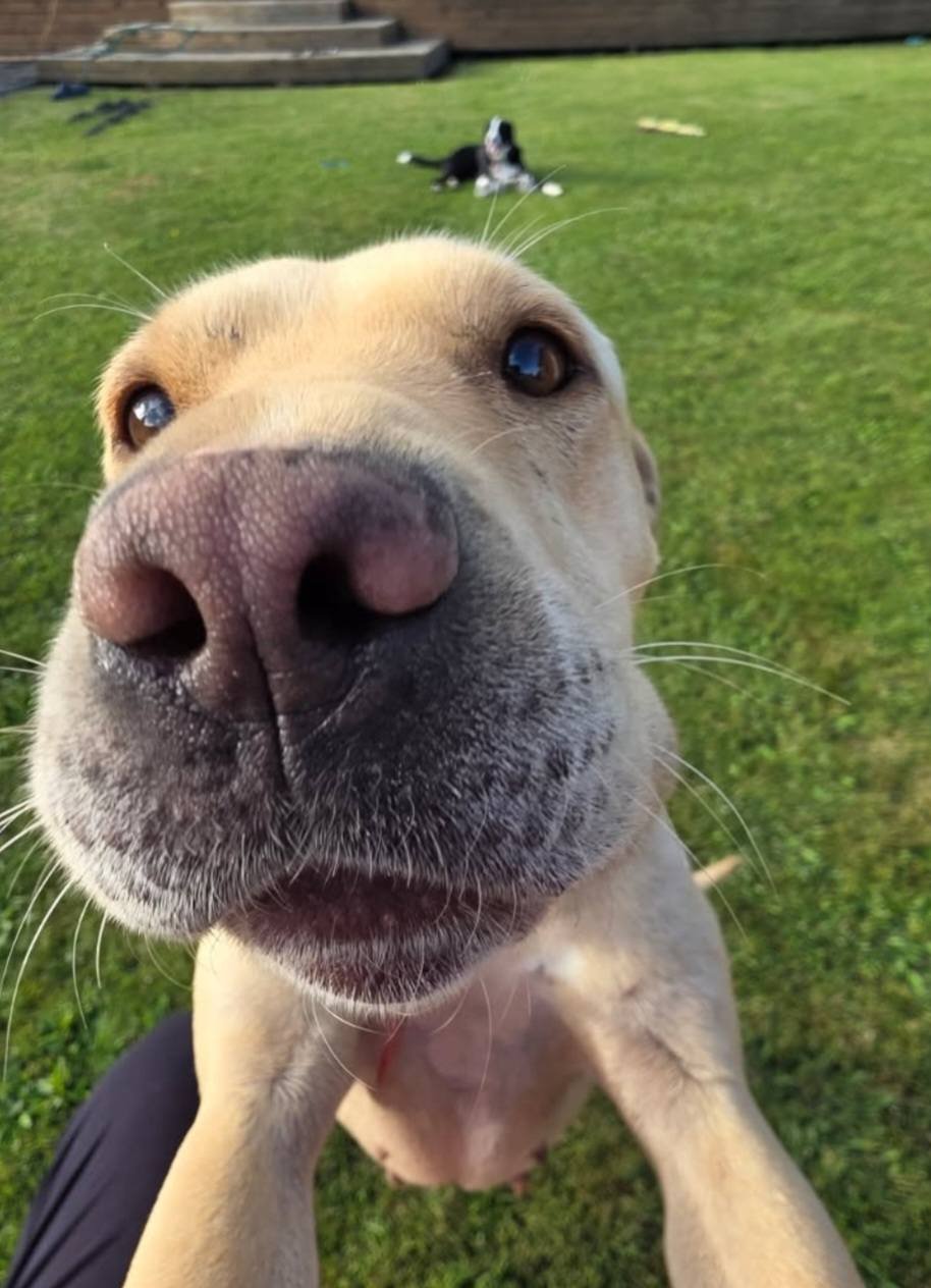 Stella has managed to adjust well in this lovely caring home and has the family's beautiful canine for company. Stella has a great appreciation for her new life