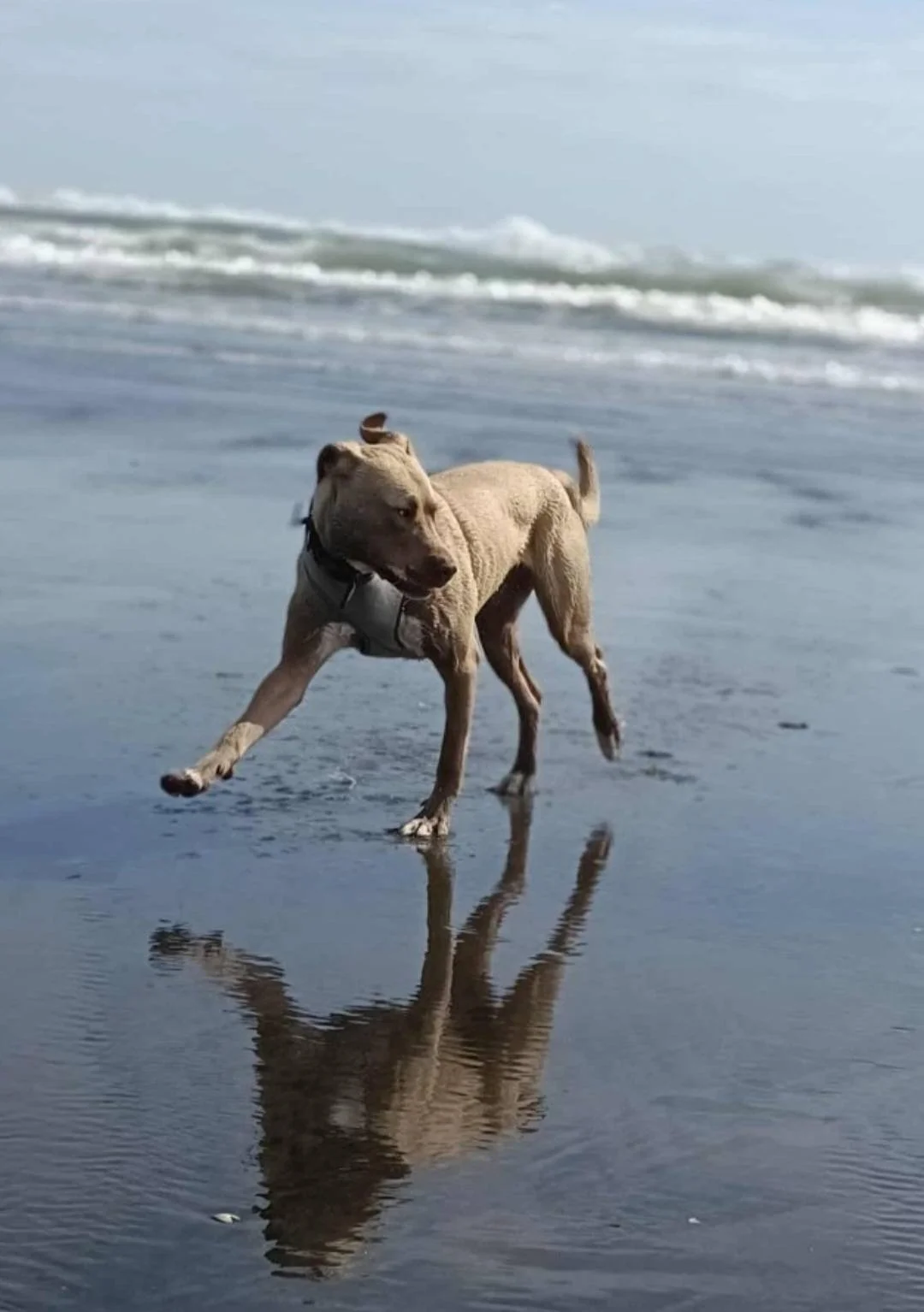  Odin has fitted so well into this lovely family home. The family cats are happy as Odin knew from the start the cats are the bosses.
Huge Appreciation to Odin's new owners for providing him with such a wonderful loving home.