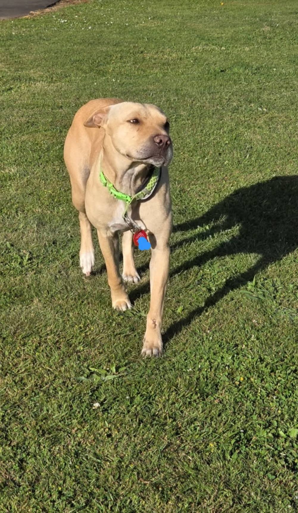 Stella is now living her best life with a huge back yard, her own family and a gorgeous fur sibling. 