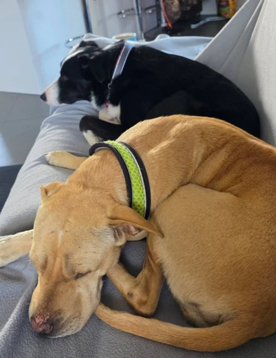 Huge appreciation to Stella's family for the huge drive and a successful meet and greet. Her family have helped her assimilate and provided her the life that she truly deserves