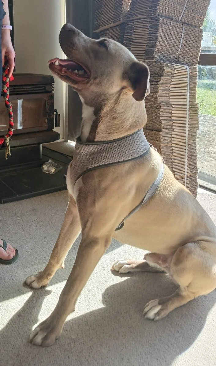 Odin did find his forever home but due to a change in circumstances needed to be rehomed recently