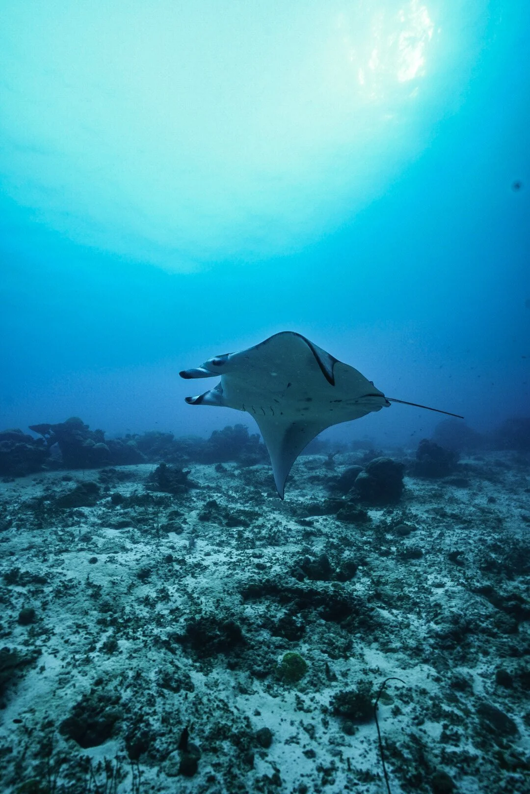 reef mantaray