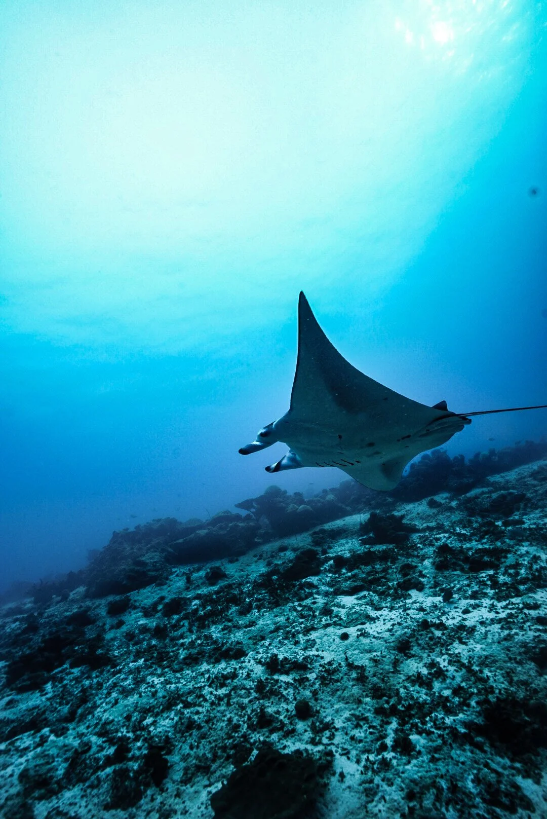 reef mantaray