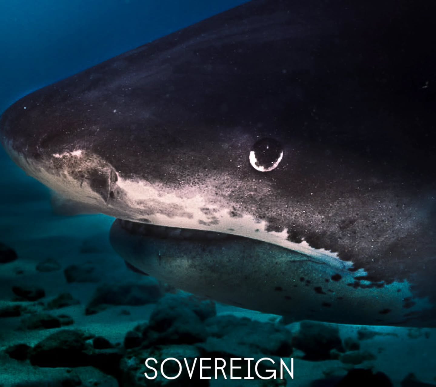 Whenever I dive with them, my heartbeat get's really slow, its really calm, the world becomes a quiet blur of salt.

Look closely and you&rsquo;ll see it too, not aggression, but awareness. Not chaos, but control. 

Every time I meet them beneath the