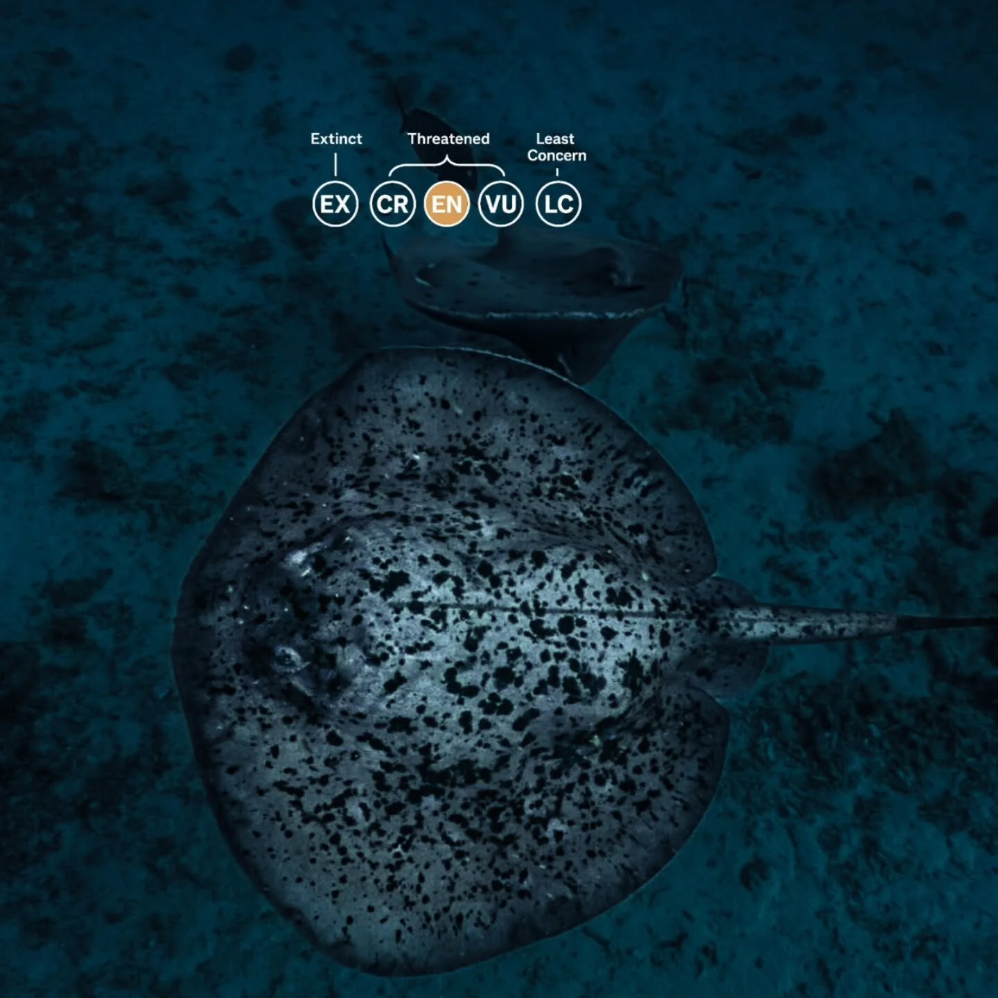 X RAY OF HOPE X

I&rsquo;ve been photographing rays for the past week, and I don&rsquo;t know if other photographers feel this too but when you spend time trying to capture an animal, you begin to understand it. You notice subtle behaviors, look into