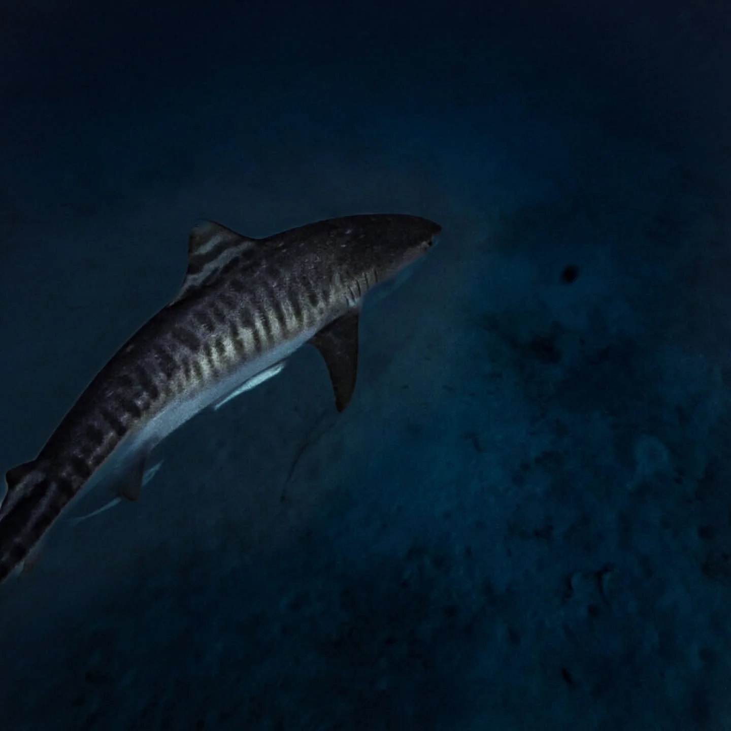 X Shark Awareness Day X Facts Over Fear

A keystone species that keeps our oceans in balance. As apex predators, sharks prevent the collapse of marine food webs, supporting the health of coral reefs, seagrass beds, and fish populations.

But every ye