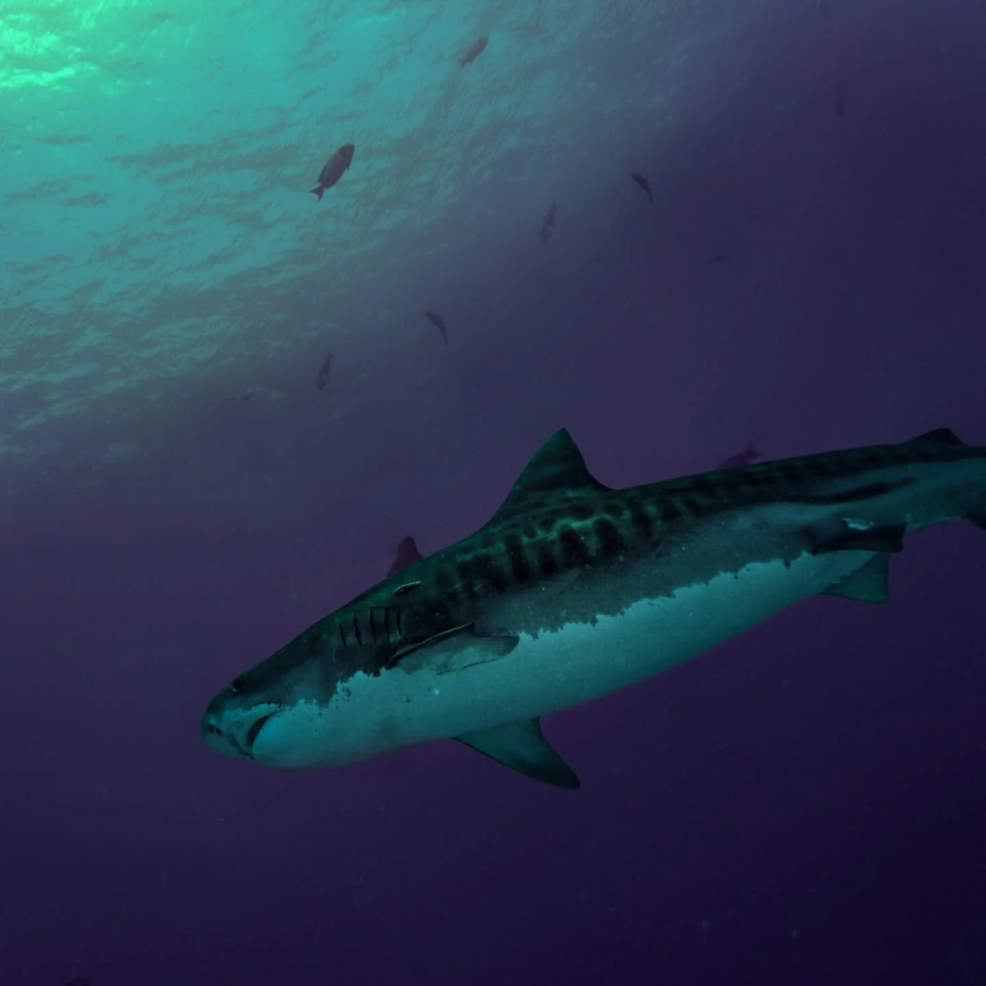 I miss diving with them.

I miss the witness,  that feeling of simply being there, sharing the water with something so powerful and graceful. I miss how humble I used to feel in their presence, reminded of how small we are and how big this world stil