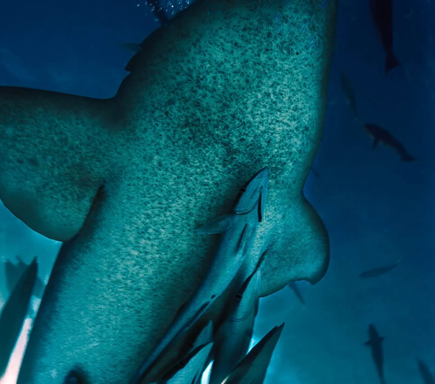 X SYMBIOSIS X

Clinging to the giant&rsquo;s flank are remoras, often called &lsquo;shark-suckers.&rsquo; What looks like hitchhiking is in fact a finely tuned symbiosis. 

The remoras use a suction disc on their heads to attach themselves, gaining f