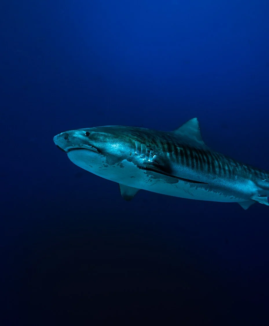 Tiger shark, Fuvahmulah
