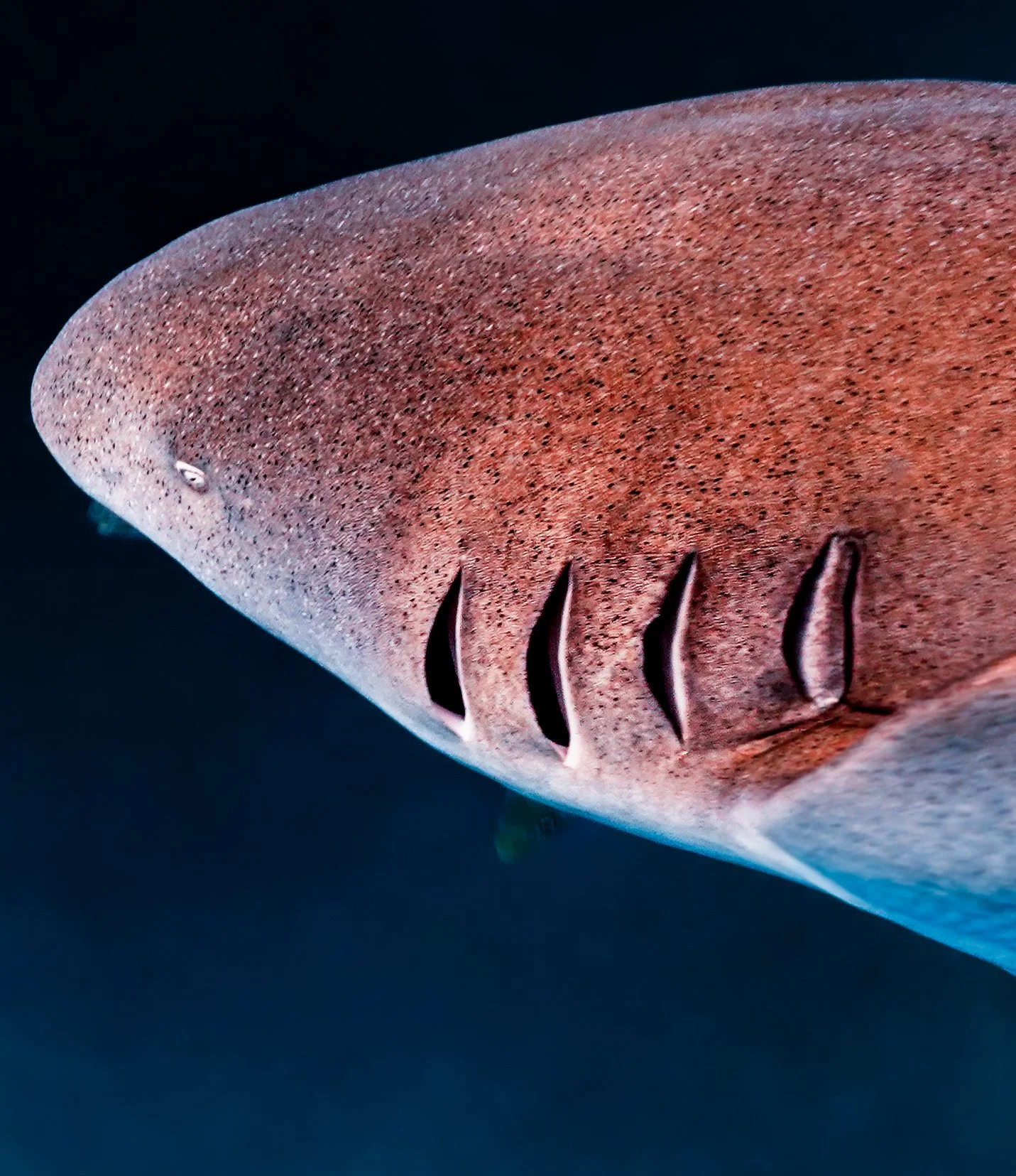 Close-up of a shark's head showing its skin, gills, and eye, with a dark background.