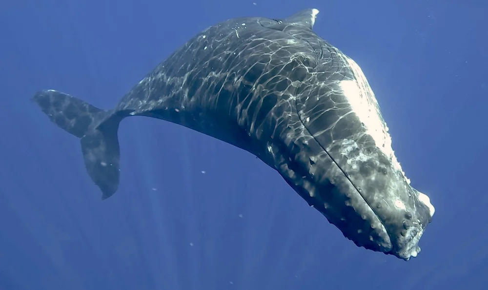 Humpback whale, Moorea