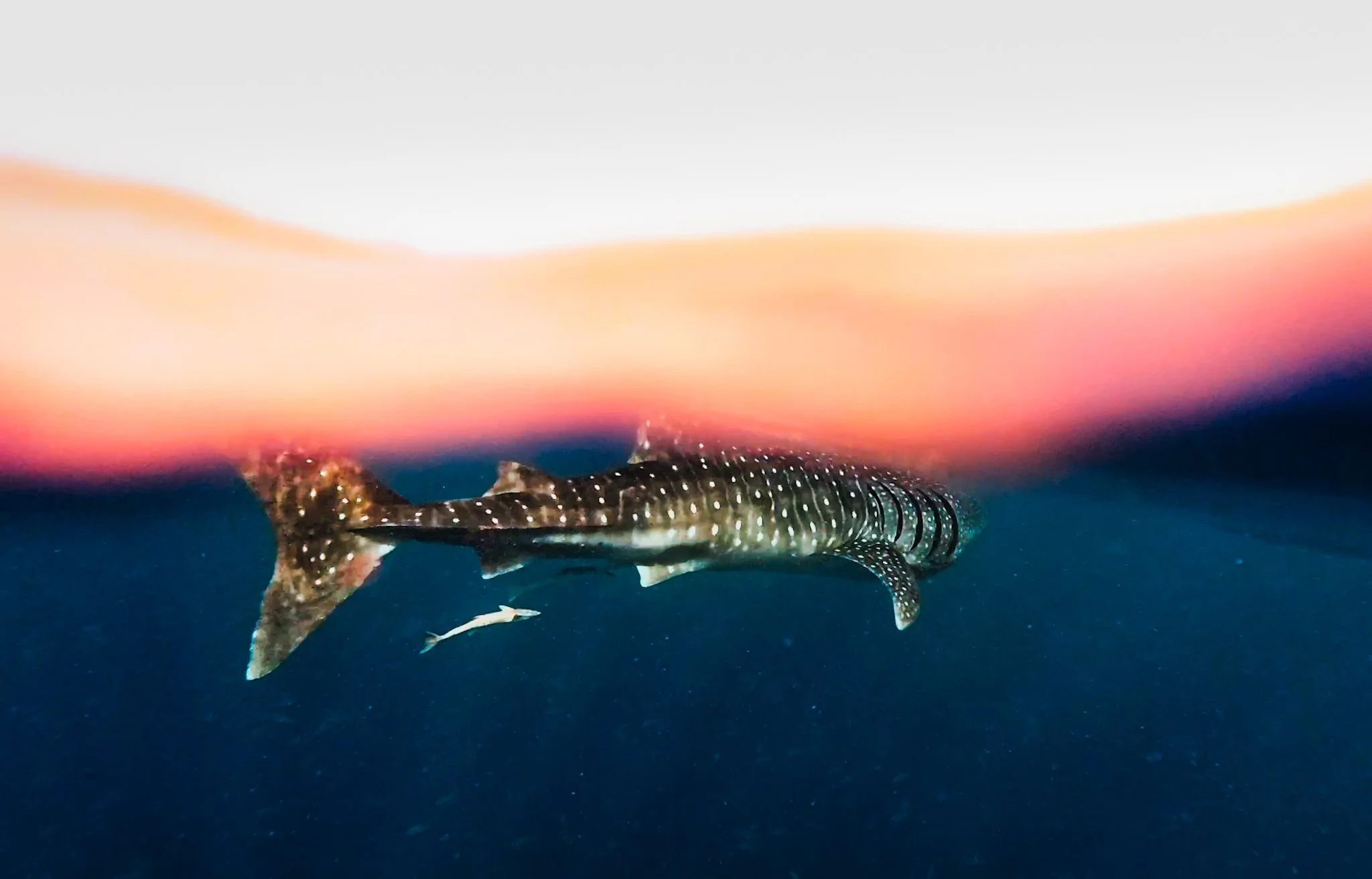A spotted shark swimming underwater, with a gradient pink and orange sky above.