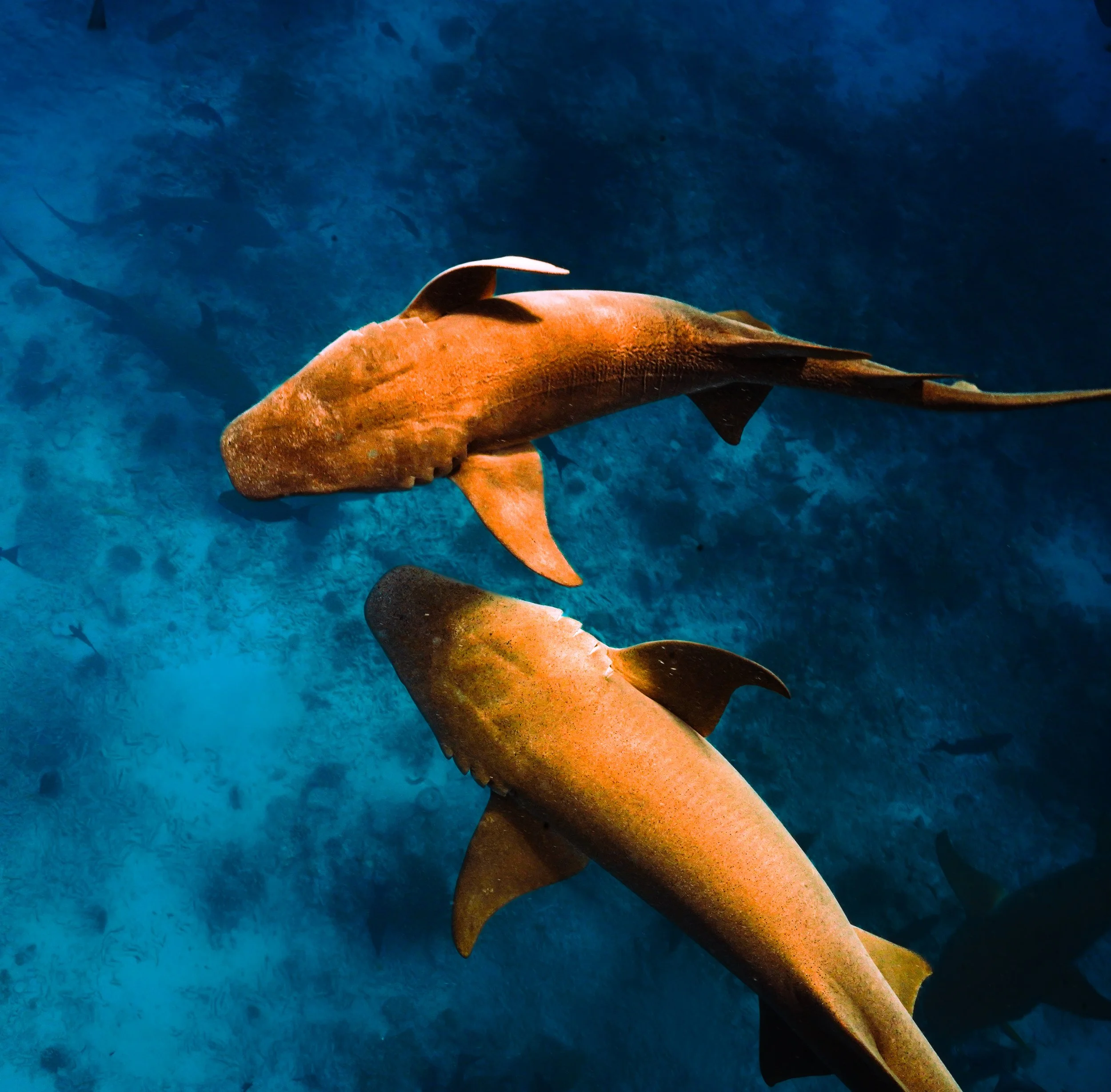 Two sharks swimming in the ocean among rocks and other fish.