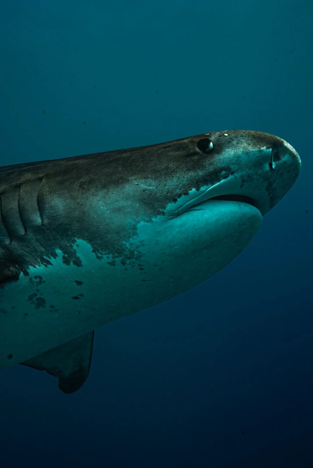 Tiger shark close-up, Fuvahmulah