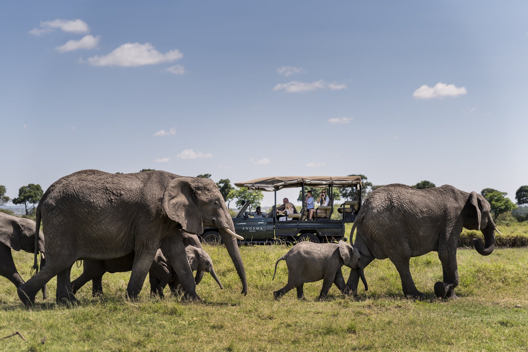 Elephant Herd while on Safari in the Maasai Mara.jpeg