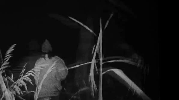 Plan-séquence The Blair Witch Project (1999) - La fuite de la tente 