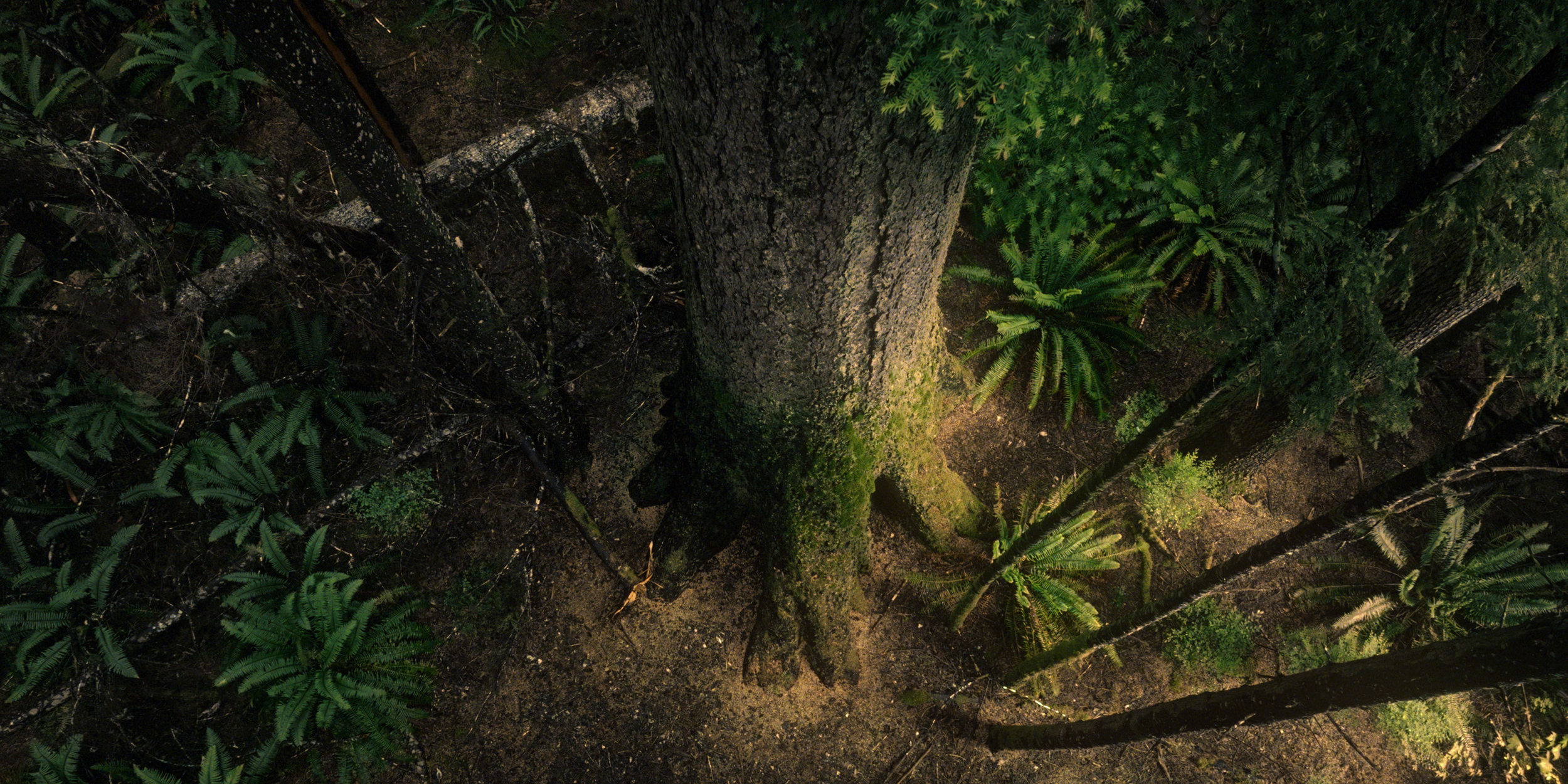 Storm Elfrink - Canopy - Pack4Good - View of tall trees and lush foliage on forest floor seen from above, with moss-covered soil and ferns.