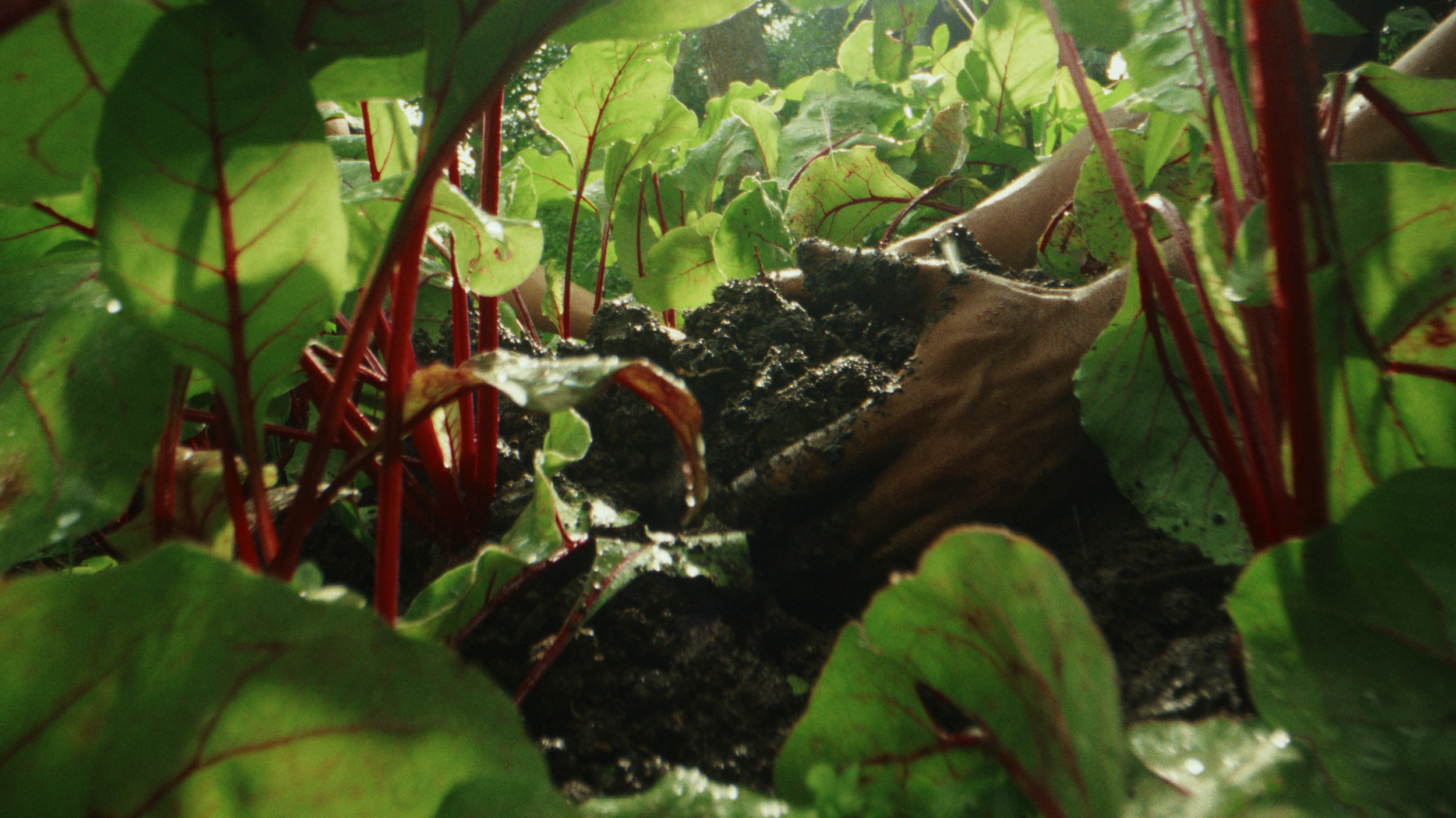 Storm Elfrink - Gardening