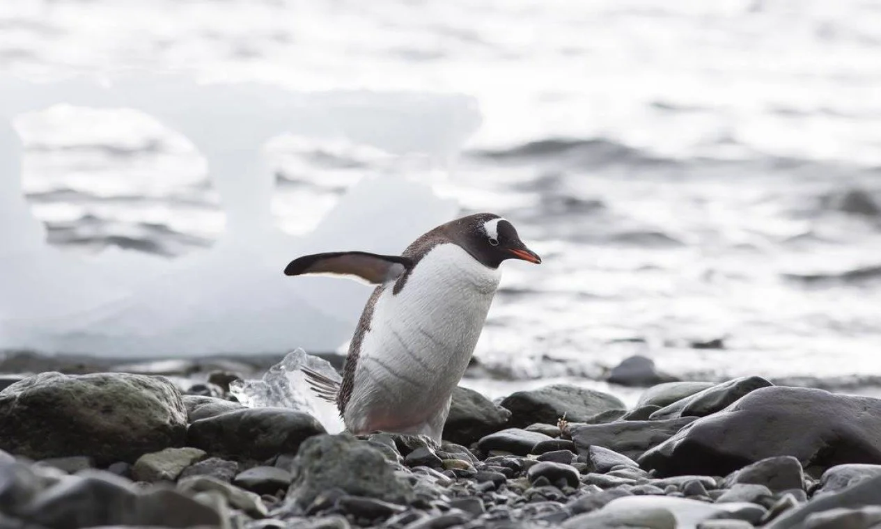 daniantartica.jpg