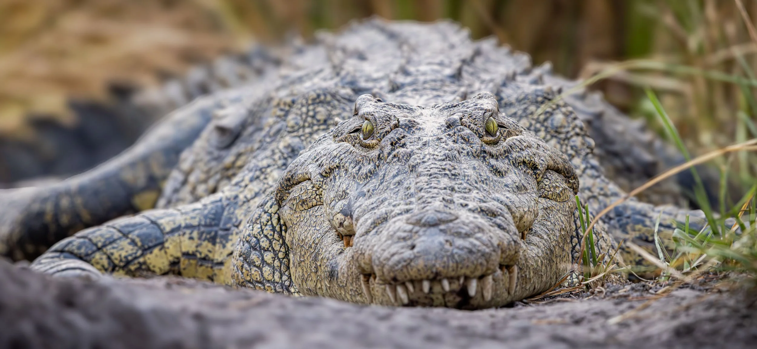 nile-crocodile-face-on-chobe-river-botswana-B8A8997.jpg