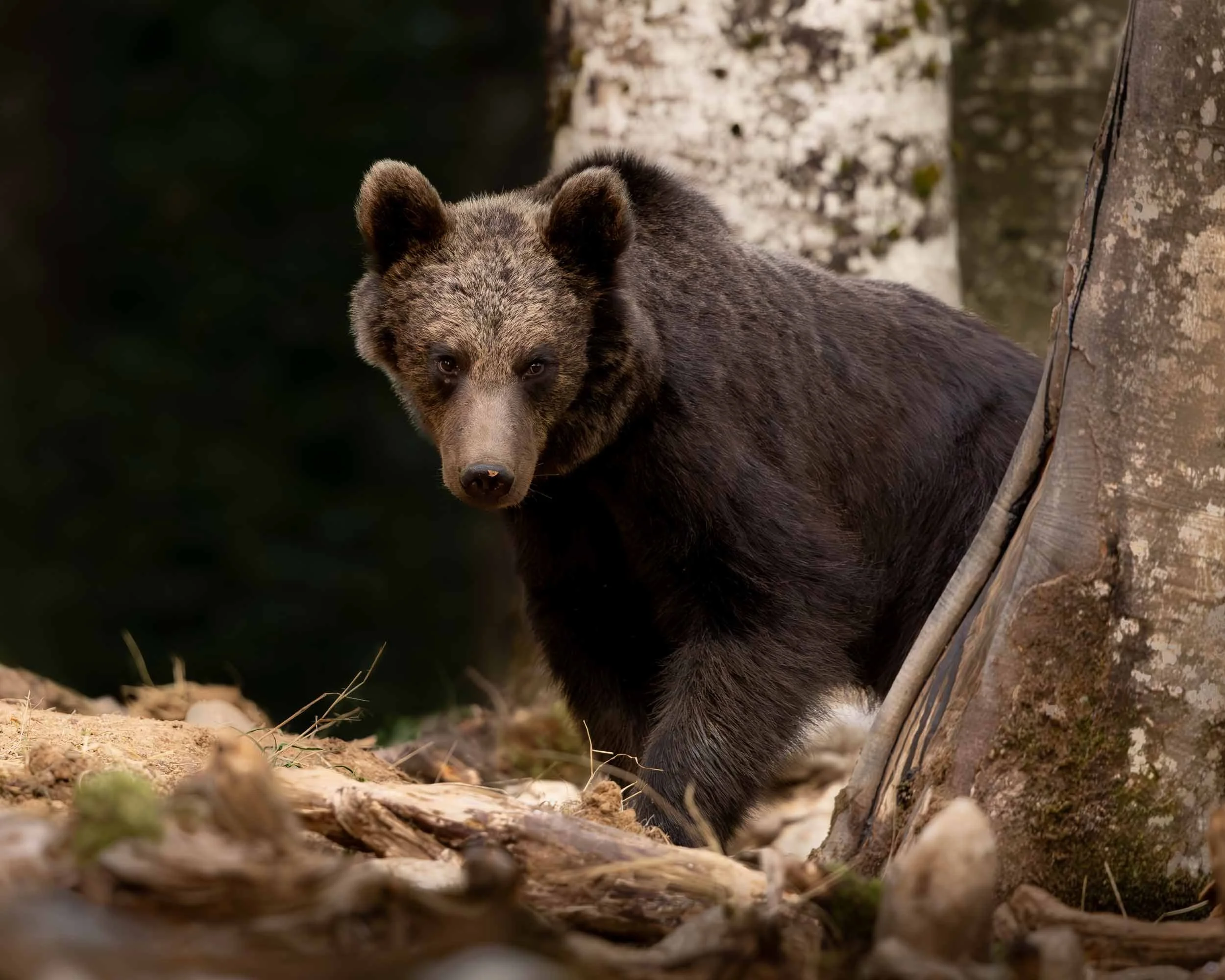European brown bear walking in Slovenian forest between trees pausing to look in teh direction of the photographer.