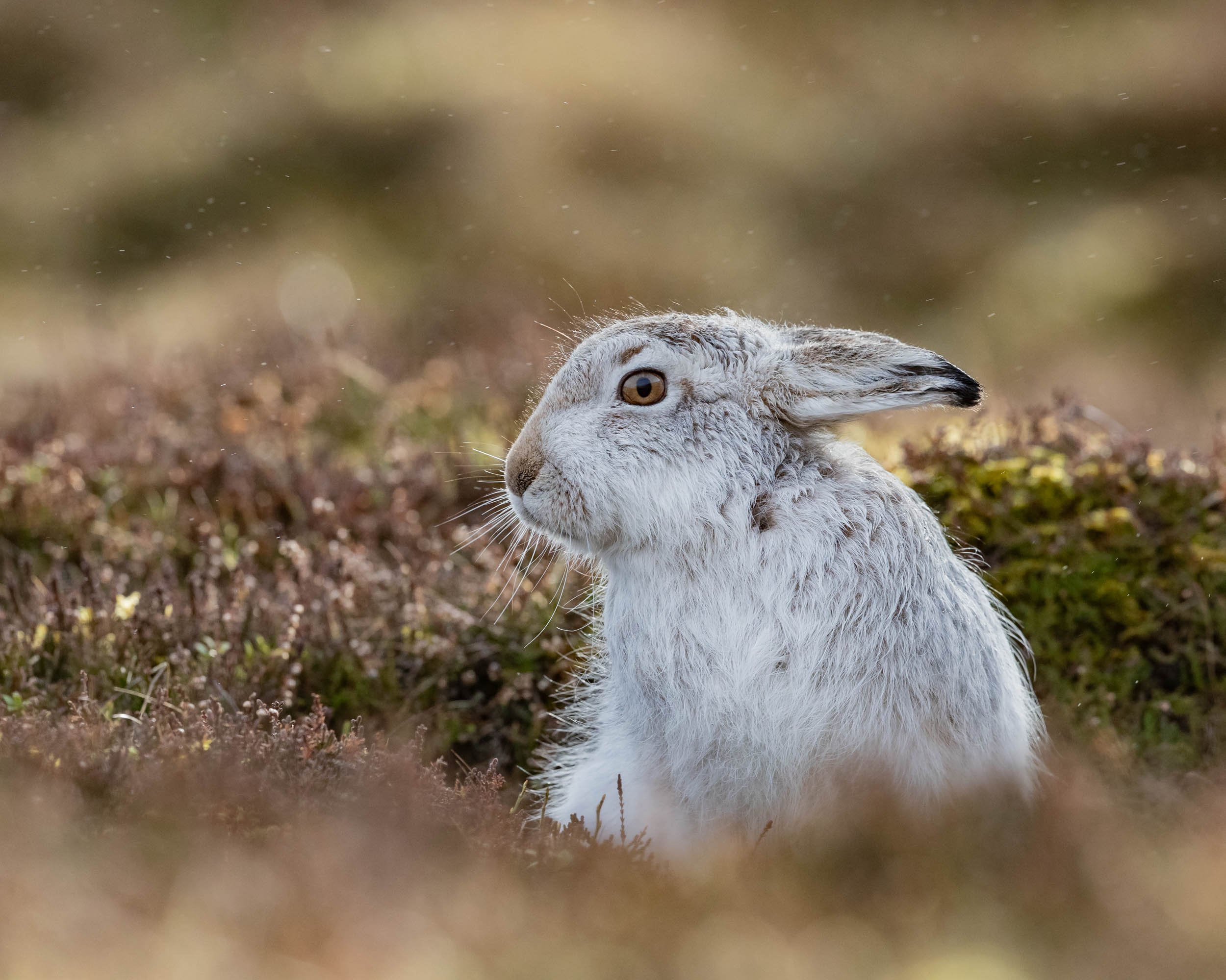 Photographing Mountain Hares