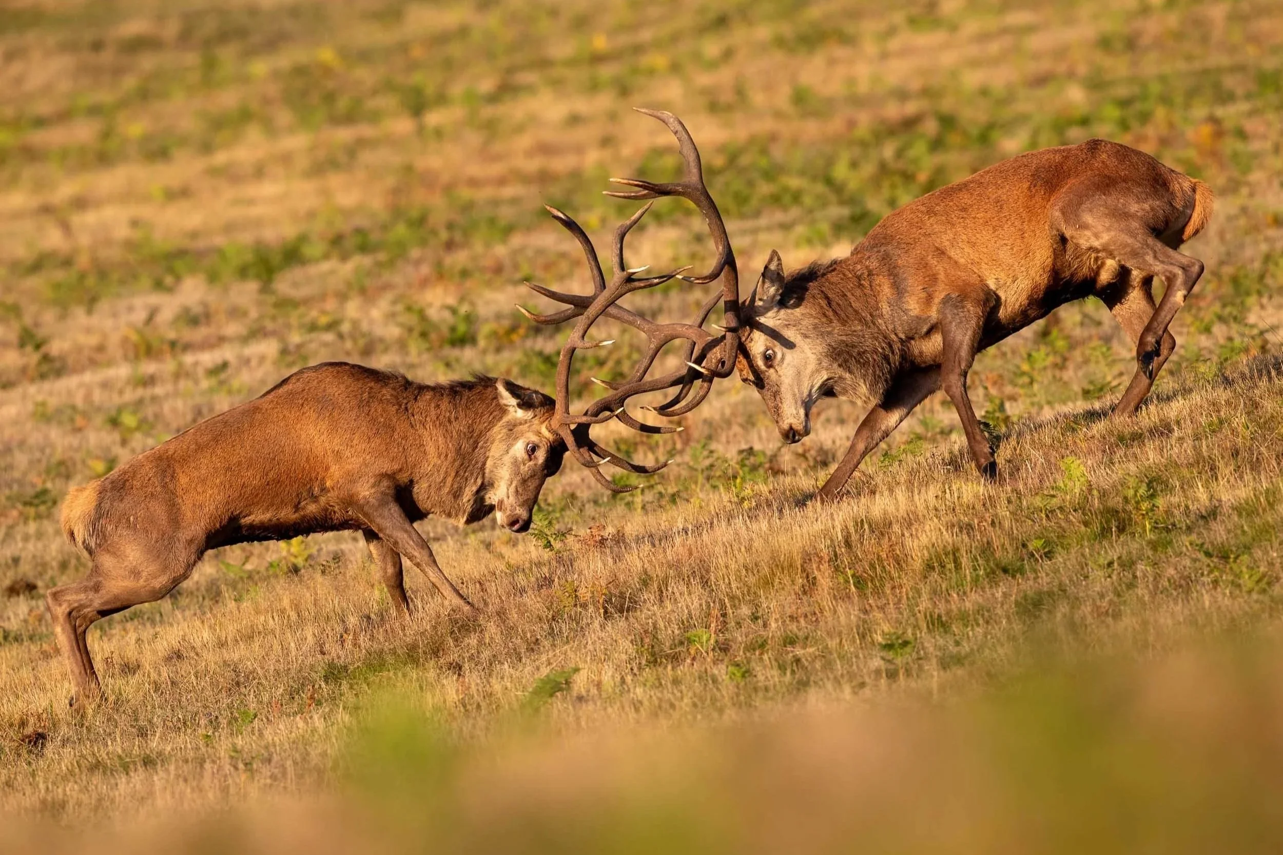 Photographing the Red Deer Rut in the UK